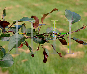 Picture of Malus  'Thunderchild'