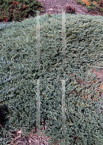 Picture of Juniperus horizontalis 'Plumosa Compacta Wilms'