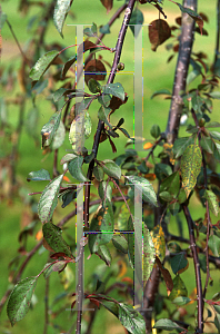 Picture of Malus  'Huber (Royal Fountian)'