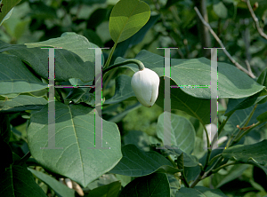 Picture of Magnolia sieboldii 