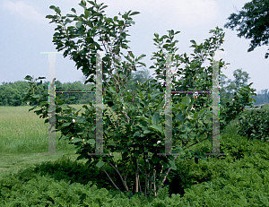 Picture of Magnolia sieboldii 