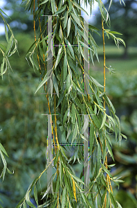 Picture of Salix alba 'Tristis'