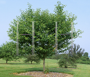 Picture of Malus  'Silver Drift'