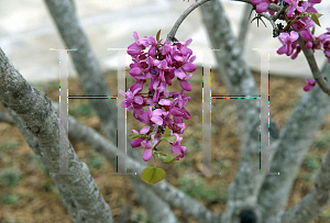 Picture of Cercis canadensis var. texensis 