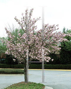 Picture of Prunus serrulata 'Kwanzan'