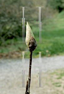 Picture of Magnolia fraseri 