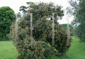 Picture of Melaleuca cuticularis 