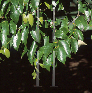 Picture of Syzygium francisii 