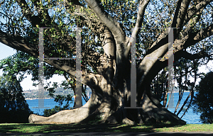 Picture of Ficus macrophylla 