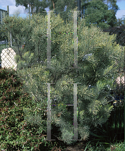 Picture of Acacia boormanii 