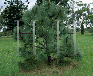 Picture of Pinus engelmannii 