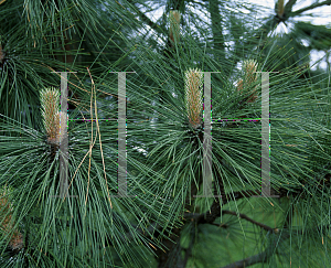 Picture of Pinus engelmannii 