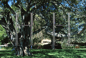Picture of Ficus obliqua 