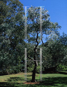Picture of Acacia binervia 
