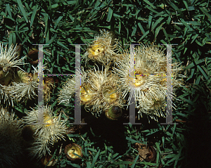 Picture of Corymbia abergiana 