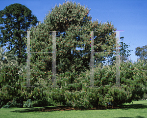 Picture of Pinus patula 