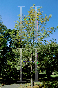 Picture of Grevillea robusta 