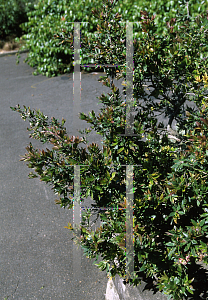 Picture of Leptospermum macrocarpum 