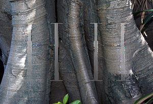 Picture of Ficus superba var. henneana 