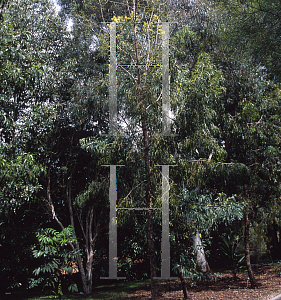 Picture of Acacia implexa 