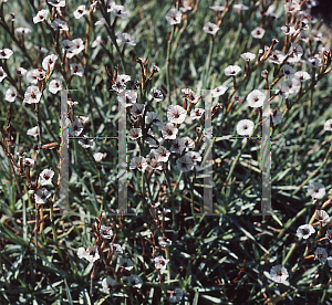 Picture of Acantholimon caryophyllaceum 