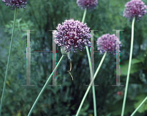 Picture of Allium ampeloprasum 
