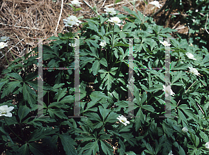 Picture of Anemone nemorosa 'Alba'