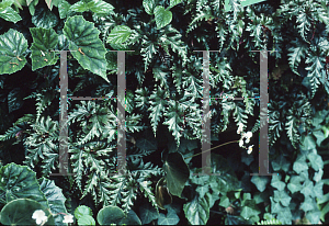 Picture of Begonia serratipetala 