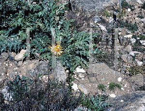 Picture of Carlina acanthifolia 