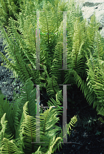 Picture of Dryopteris affinis 
