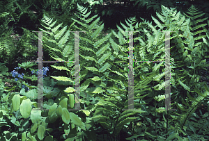 Picture of Dryopteris goldiana 