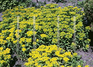 Picture of Euphorbia polychroma 