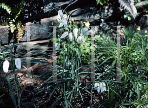 Picture of Fritillaria meleagris 'Alba'