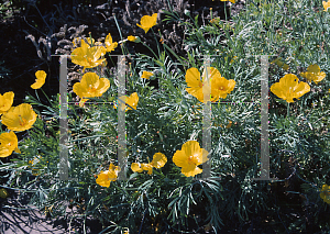 Picture of Hunnemannia fumariifolia 