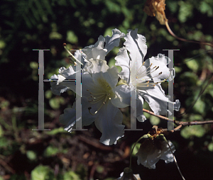 Picture of Rhododendron veitchianum 