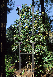 Picture of Viburnum cinnamonifolium 