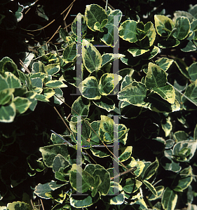 Picture of Euonymus fortunei 'Gracilis'