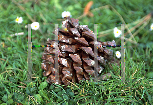 Picture of Pinus torreyana 