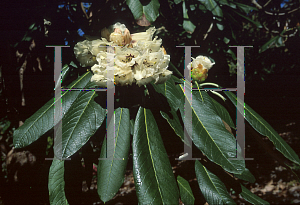 Picture of Rhododendron grande ssp. grandia 