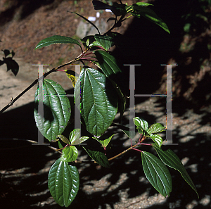 Picture of Viburnum cinnamonifolium 