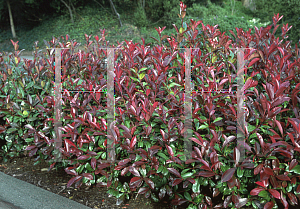 Picture of Photinia x fraseri 