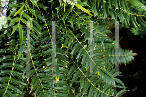 Picture of Mahonia lomariifolia 