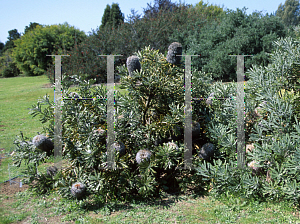 Picture of Banksia baueri 