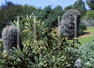 Picture of Banksia baueri 