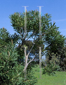 Picture of Banksia grandis 