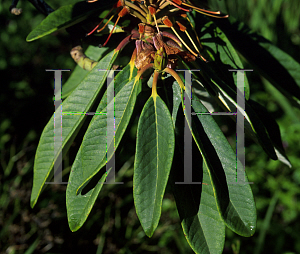 Picture of Rhododendron montroseanum 