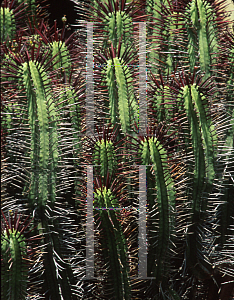 Picture of Euphorbia atrispina 