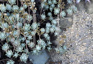 Picture of Dudleya campanulata 