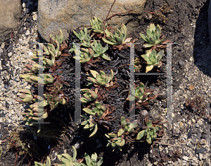 Picture of Dudleya formosa 