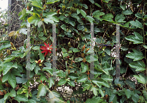 Picture of Passiflora vitifolia 